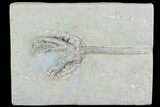 Crinoid (Barycrinus) Fossil - Crawfordsville, Indiana #99943-1